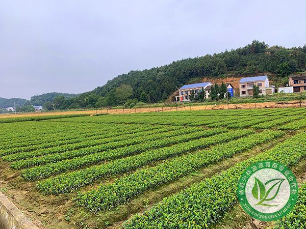 一年生裸根苗基地