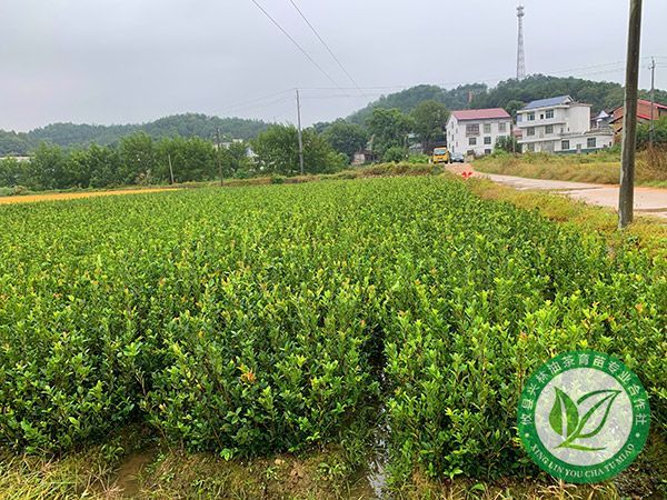 两年生杯苗基地