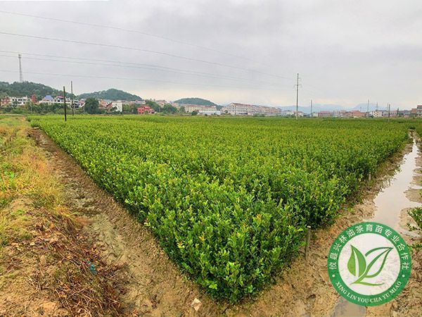 两年生杯苗基地
