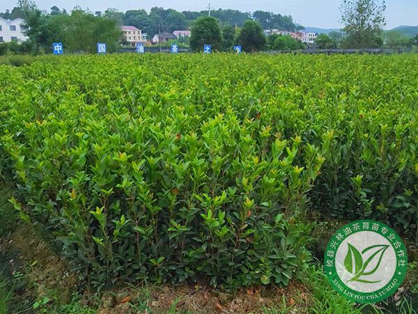 油茶树有哪些品种？各省市主推的油茶品种目录一览