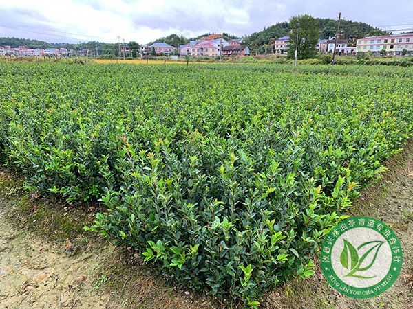 两年生裸根苗基地