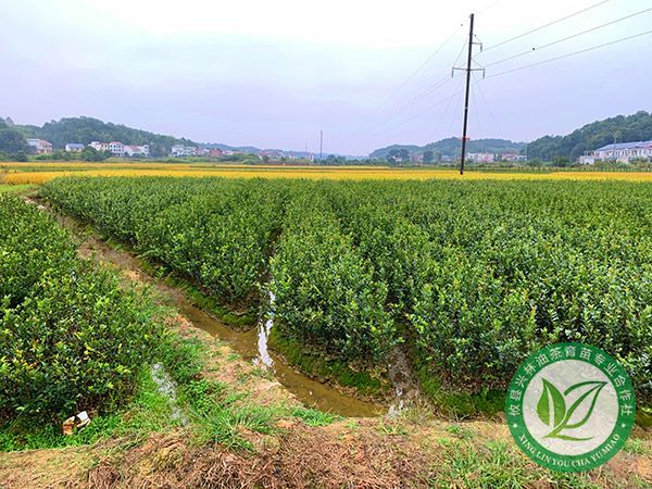 两年生杯苗基地