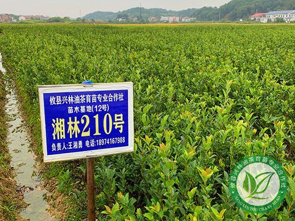 油茶种植流程一览