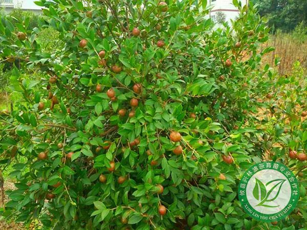 油茶示范林