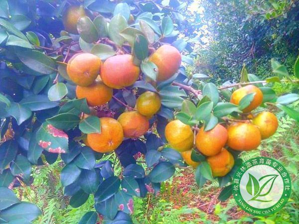 油茶苗产量低的三个原因