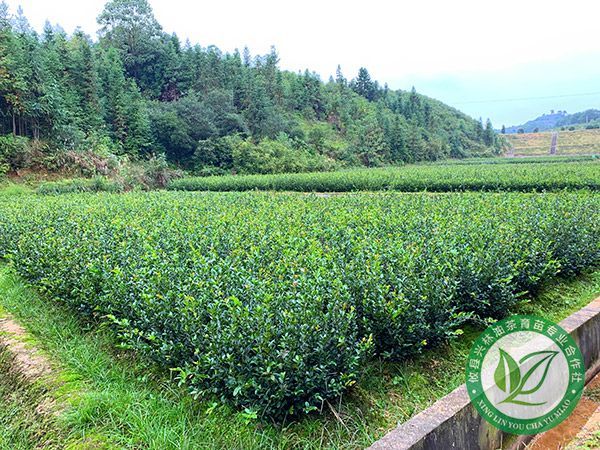 三年生杯苗基地