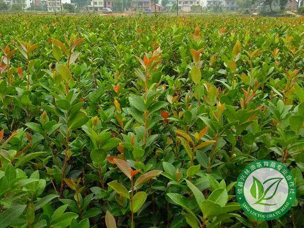 提高油茶苗成活率的六种方法