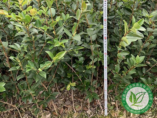提高油茶苗成活率的六种方法