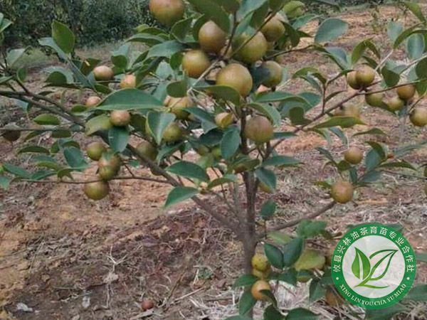 油茶示范林