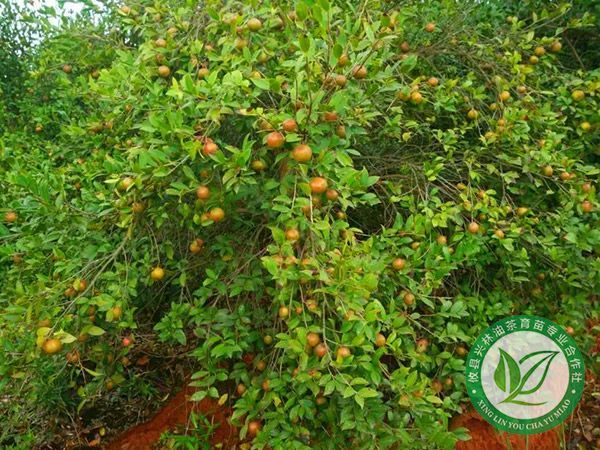 油茶示范林