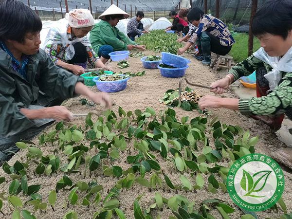 田间管理-(1)