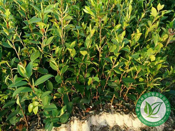 油茶树苗怎么施肥料长得快