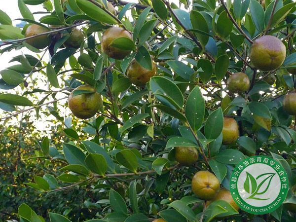 油茶保花保果技术一览