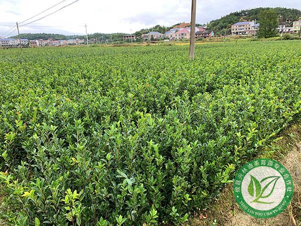 两年生裸根苗基地-(3)