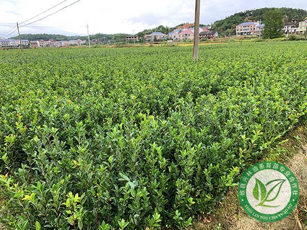 两年生裸根苗基地