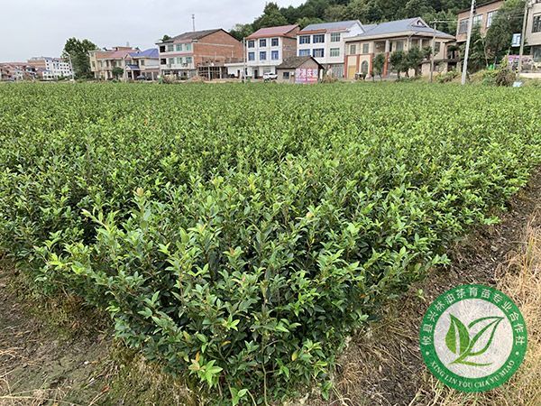 两年杯苗基地
