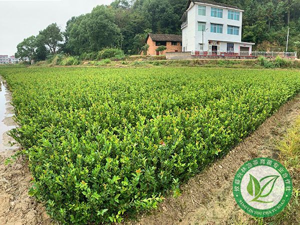 两年生杯苗基地