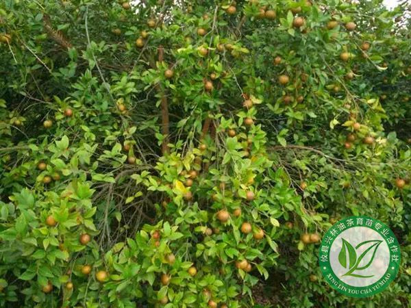 油茶示范林