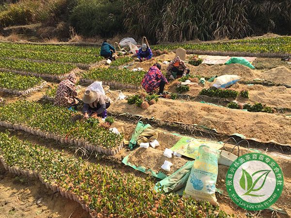 夏季三年生油茶苗防旱措施