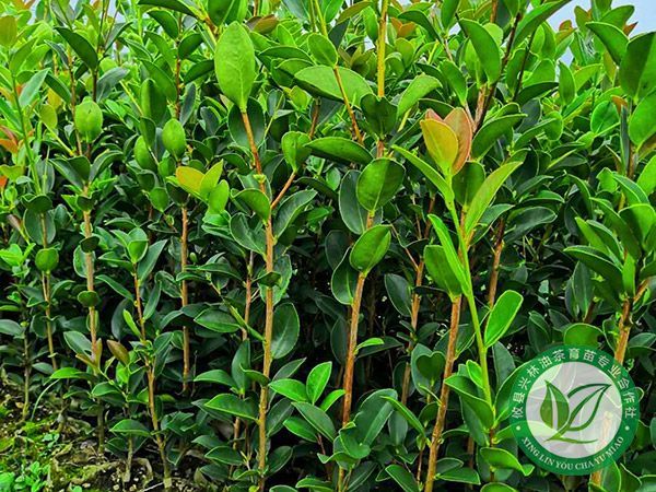 三年内的高产油茶林如何管理