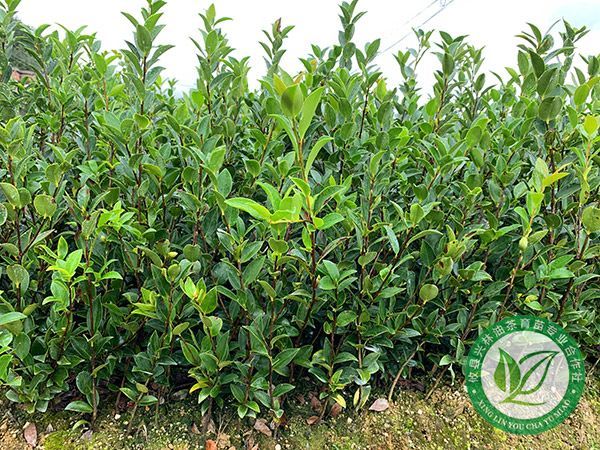 培育土蜂对于油茶种植有哪些意义？