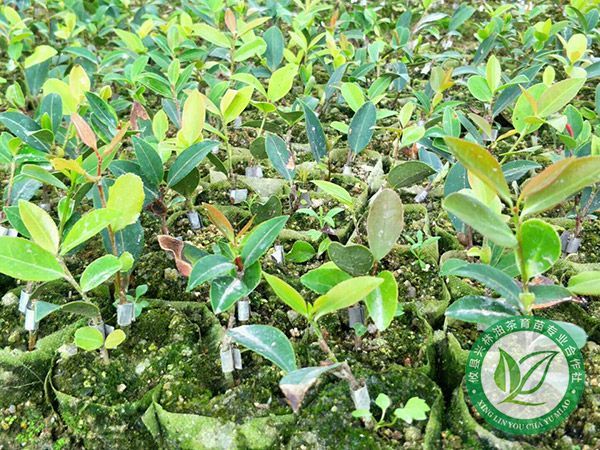 选购高产优质油茶苗木注意事项
