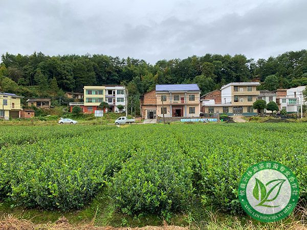 两年生裸根苗基地