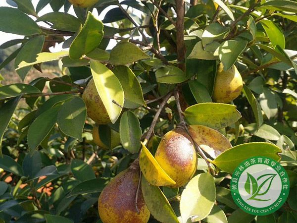 要选购合格油茶苗木？