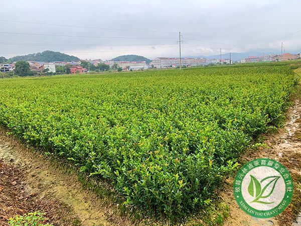 两年生杯苗基地