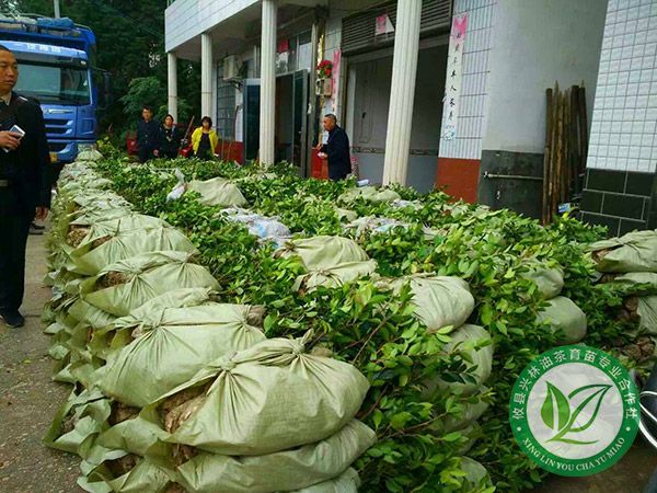 油茶苗什么时候移栽