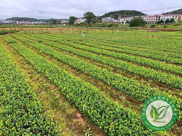 一年生裸根苗基地