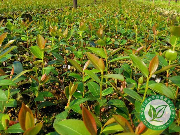 高产油茶苗间种的的优点有哪些