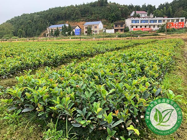 一年裸根油茶苗