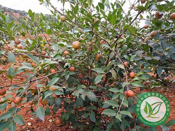油茶示范林