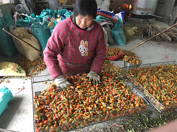 栀子加工