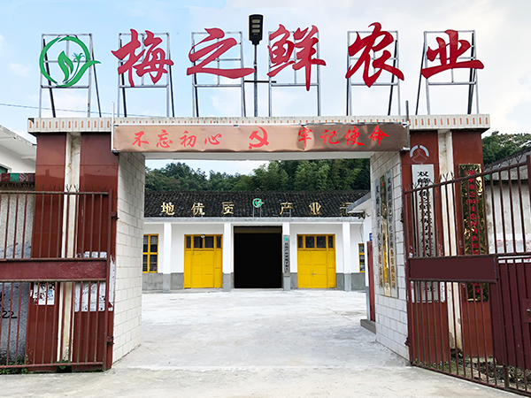 黄栀子 添富路