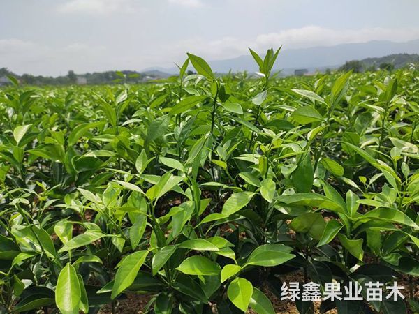 柑桔的功效与作用