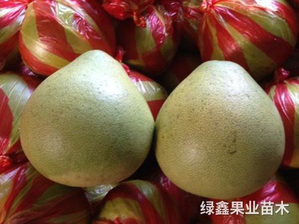 安江冰糖柚介绍
