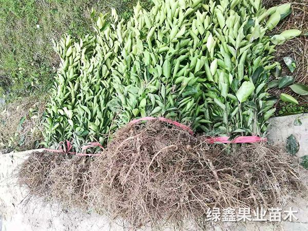 果苗嫁接技术知识