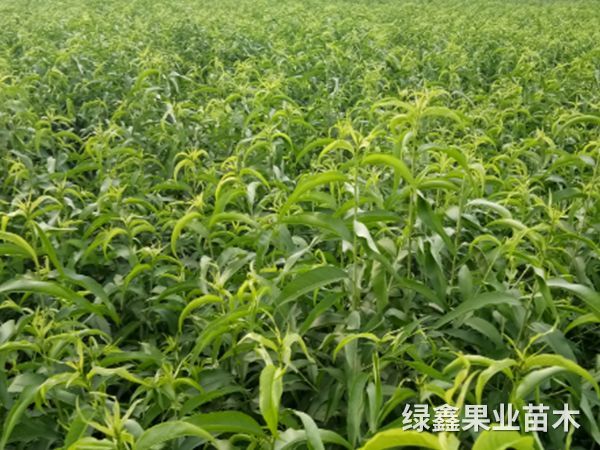 桃树品种定植后管理法