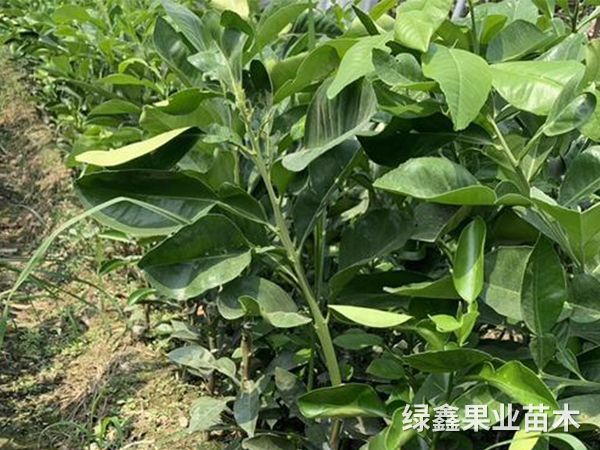 了解果树生理，科学施肥
