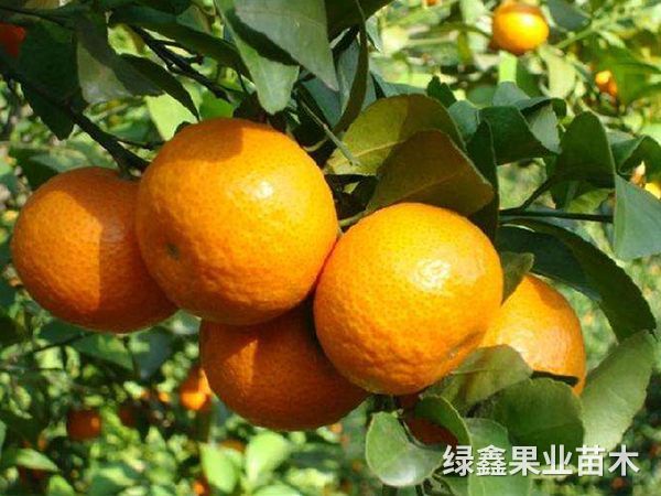 柑橘营养方案，灌溉施肥