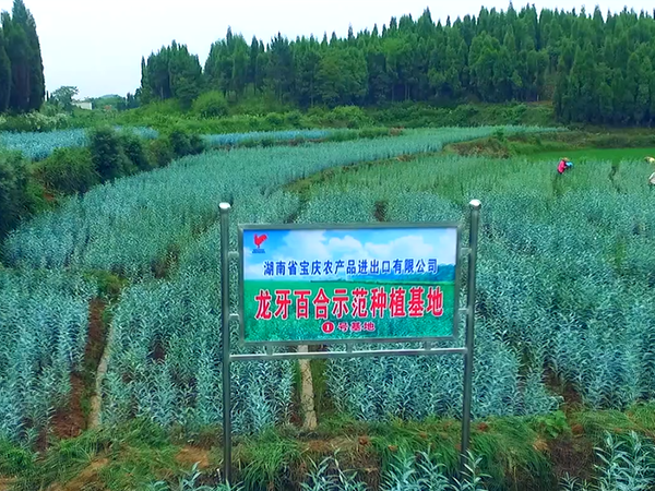 1号基地