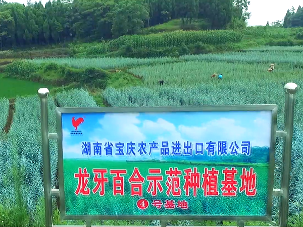 4号基地