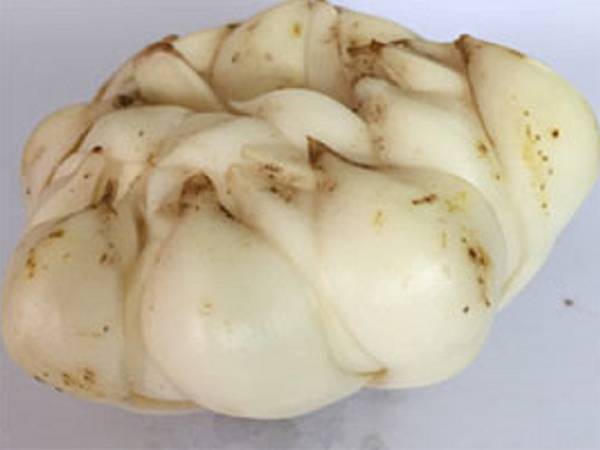 龙牙百合干大片