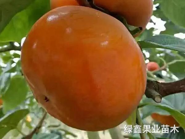 太秋甜柿