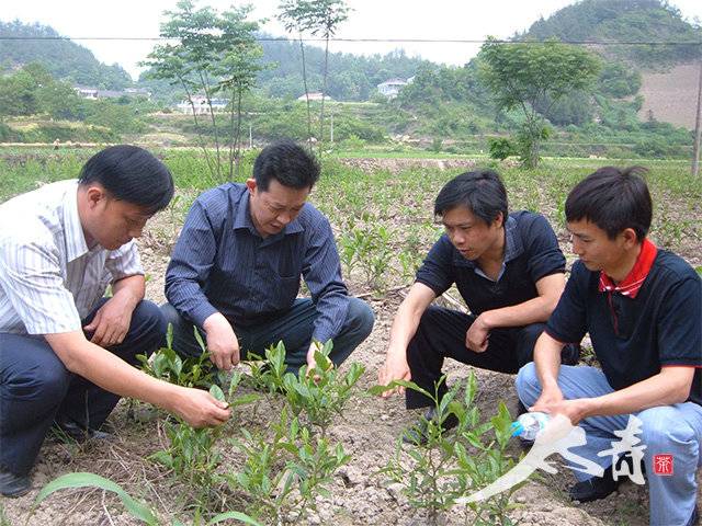 省委组织部派驻太青山茶叶专业合作社科技特