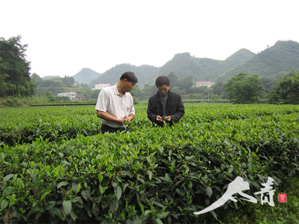 科技特派员，湖南农业大学沈程文博士后在合作社基地指导工作