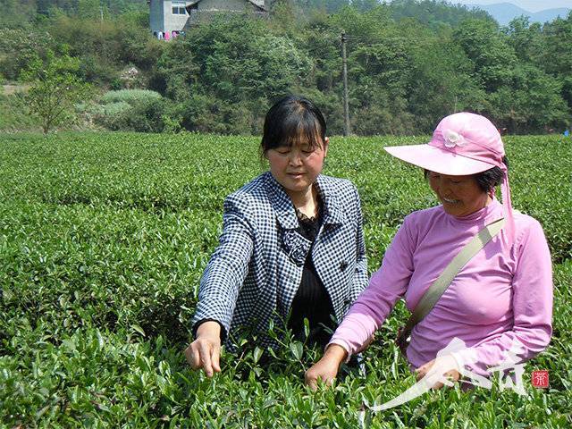 石门县太青山茶叶专业合作社理事长向彩霞在