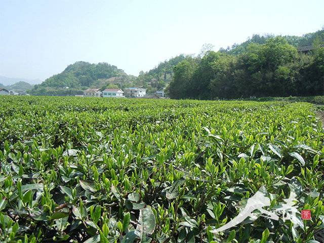 太青茶叶基地茶园图片